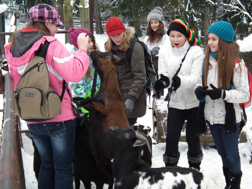 PatrnÄ› nejoblÃ­benÄ›jÅ¡Ã­ ÄÃ¡st dne v ZOO - krmenÃ­ koz a lam v jejich vÃ½bÄ›hu.