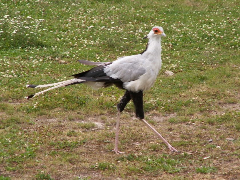 ZoologickÃ¡ zahrada, hadilov pÃ­saÅ™.