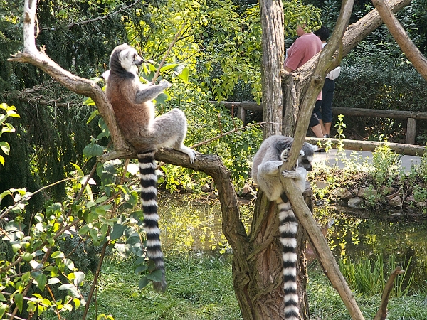 ZoologickÃ¡ zahrada, lemur kata.