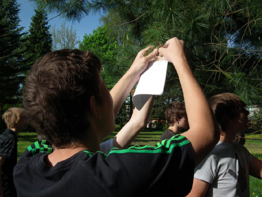 PrávÄ› se zjišťuje u borovice vejmutovky poÄet jehlic ve svazku a jejich charakter.