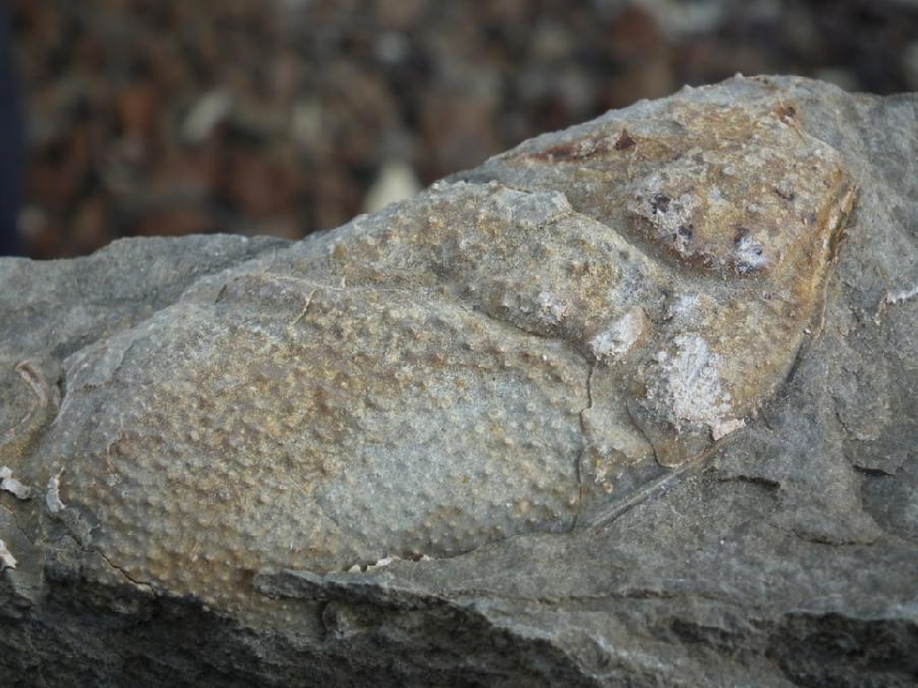 Detail zkameněliny klepeta mořského raka Enoploclytia leachi, kterou nalezl Jakub Olšán.