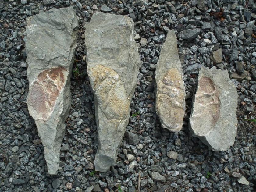 Zkamenělina klepet mořského raka Enoploclytia leachi, kterou nalezl Jakub Olšán.