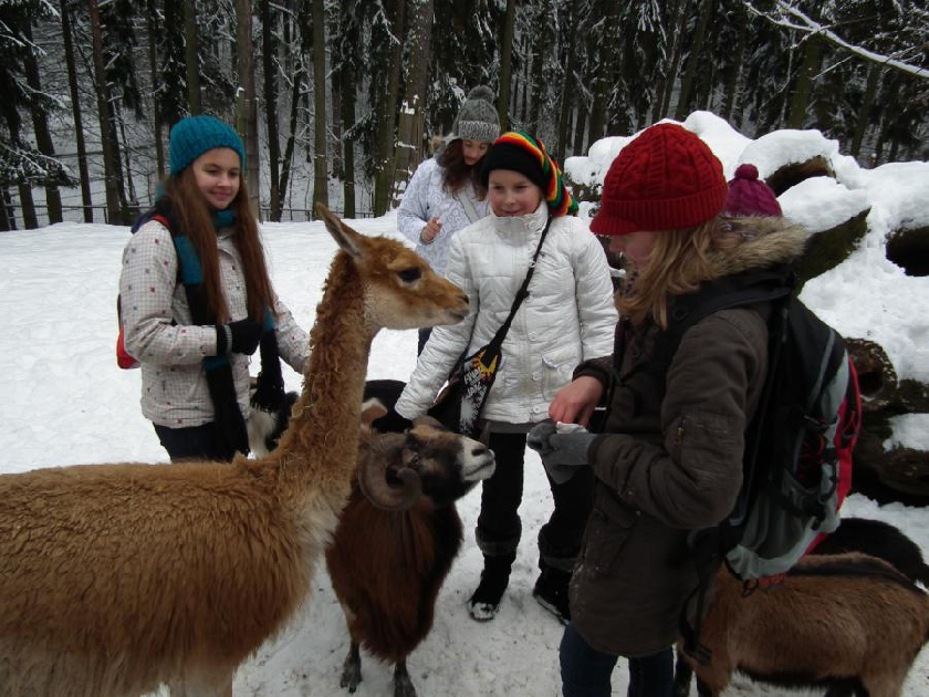 PatrnÄ› nejoblÃbenÄ›jšà Äást dne v ZOO - krmenà koz a lam v jejich výbÄ›hu.