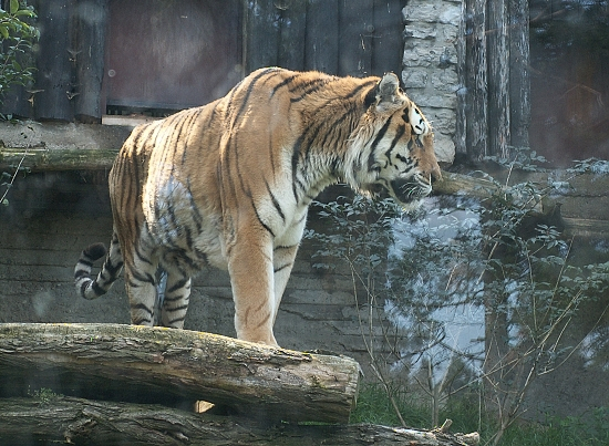 Zoologická zahrada, tygr usurijský.